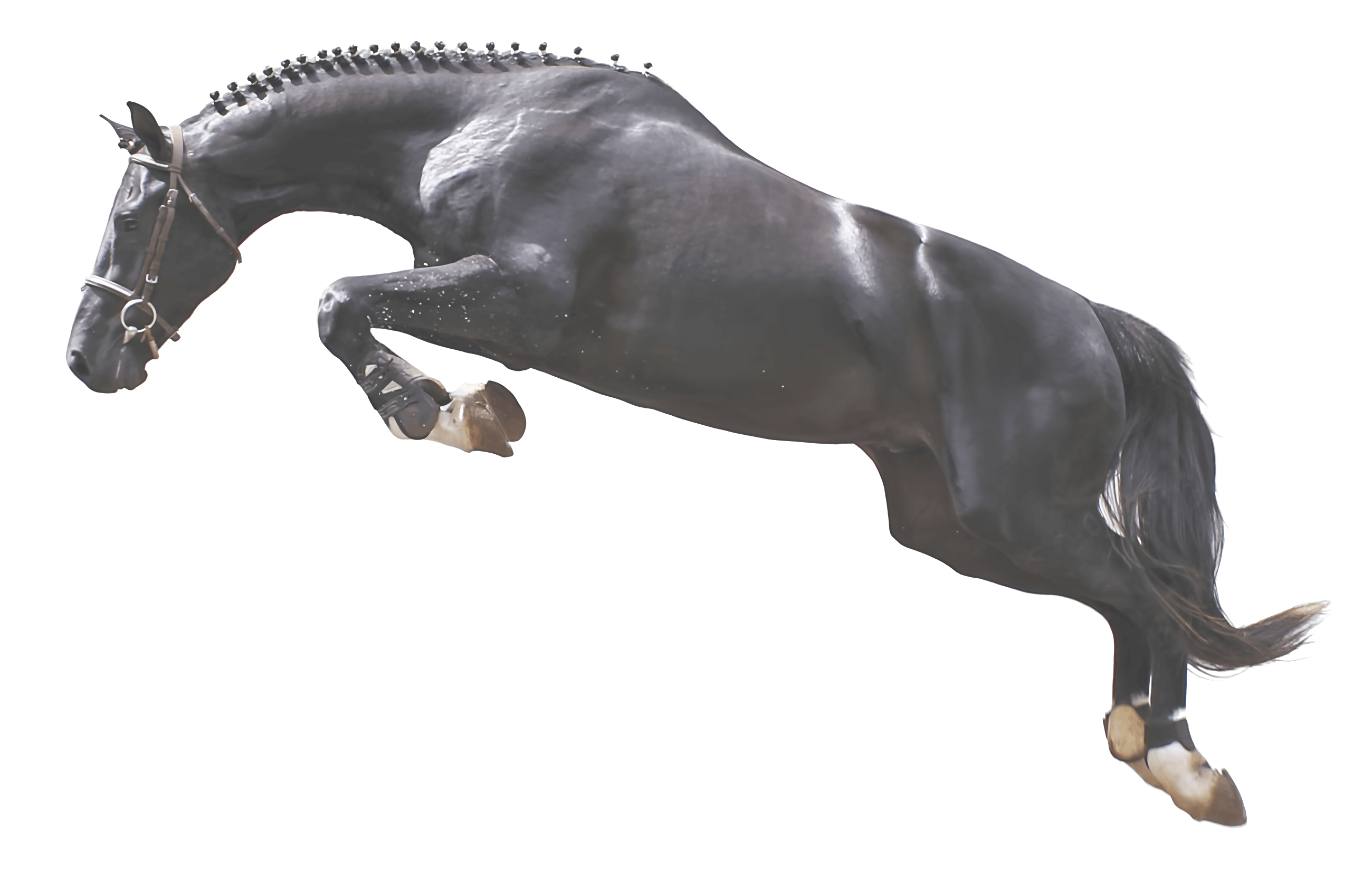 Dublin JMEN — Haras Agromen